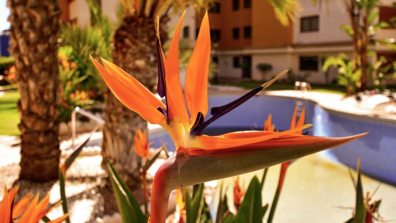 La Entrada * Punta Prima (Alicante)